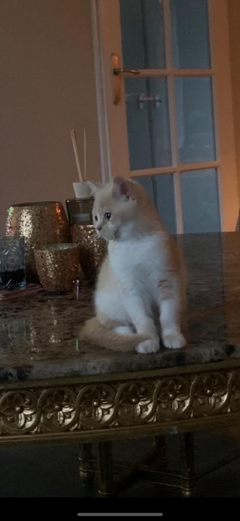 Prachtige Brits korthaar kittens beschikbaar, Dieren en Toebehoren, Katten en Kittens | Raskatten | Korthaar, Meerdere dieren