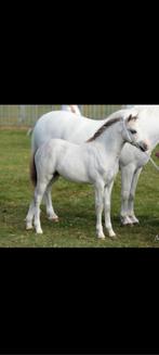 Welsh A merrieveulen  met top afstamming en 3jarige shetland, Merrie, Gechipt, Niet van toepassing, 0 tot 2 jaar