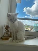Britse kort haar (Snowy), Dieren en Toebehoren, Poes, Gechipt