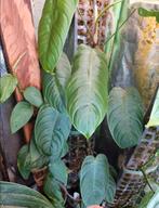 philodendron sharoniae stek, Ophalen of Verzenden, Overige soorten, Volle zon