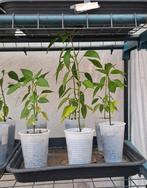 Planten, Ophalen, Zomer, Groenteplanten, Volle zon