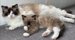 Ragdoll poezen 🤍seal bicolor 🤎seal mink mitted. Bliss, Dieren en Toebehoren, Katten en Kittens | Raskatten | Langhaar, Poes