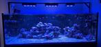 Ingedraaid levend steen te koop (Grote partij) zeeaquarium, Ophalen, Gebruikt, Plant(en), Steen of Hout