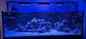 Ingedraaid levend steen te koop (Grote partij) zeeaquarium beschikbaar voor biedingen