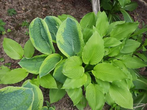 Hosta diverse soorten en kleuren biologisch, Tuin en Terras, Planten | Tuinplanten, Vaste plant, Overige soorten, Zomer, Ophalen