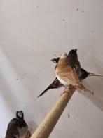 Tropische vogel | Japanse meeuw | Passend advies!, Meerdere dieren, Kleurkanarie