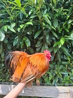 Haan te koop, Dieren en Toebehoren, Pluimvee, Mannelijk, Kip