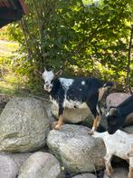 Dwerg geitjes, Dieren en Toebehoren, Schapen, Geiten en Varkens, Vrouwelijk, Geit