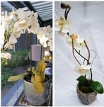 2 Kunstplant Orchidee wit 85 cm m. keramisch bloempot Zilver, Ophalen of Verzenden, Zo goed als nieuw, Binnen