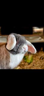 Lief konijn (ram) 1,5 jaar oud, Dieren en Toebehoren, Konijnen