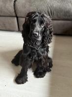 Een Gouden mandje gezocht voor  Engelse Cocker Spaniel 10mnd, Dieren en Toebehoren, Rabiës (hondsdolheid), 15 weken tot 1 jaar