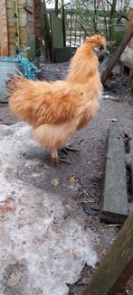 Zijdehoender haantjes, Dieren en Toebehoren, Pluimvee, Mannelijk, Kip