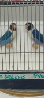 Koppeltje personata,s van 2025 ( koppel 1 ), Dieren en Toebehoren, Vogels | Parkieten en Papegaaien, Meerdere dieren, Parkiet