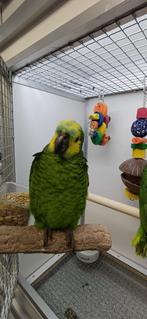 blauwvoorhoofd amazone, Dieren en Toebehoren, Meerdere dieren, Papegaai, Geringd