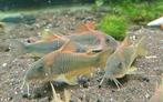 Hobbyaquarium Corydoras ( osteogaster ) Melanotaenia + 5 cm, Dieren en Toebehoren, Vissen | Aquariumvissen, Vis, Zoetwatervis