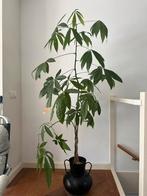 Pachira Aquatica (Geldboom) in pot, Ophalen, Overige soorten, Halfschaduw, In pot