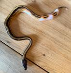 Pied het lavender albino python regius, Dieren en Toebehoren, Reptielen en Amfibieën, Slang, 0 tot 2 jaar