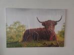 Schotse Hooglander Canvas 120x80 - Nieuw in Folie - Uniek!, Ophalen of Verzenden