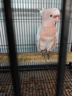Inka kaketoe, Dieren en Toebehoren, Vogels | Parkieten en Papegaaien, Vrouwelijk, Papegaai, Geringd