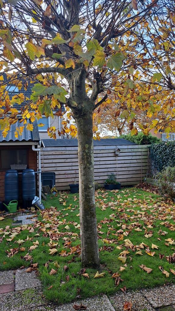 Mooie Plataan Boom te Koop, Tuin en Terras, Planten | Bomen, Overige soorten, Volle zon, Ophalen