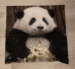 23037 Kussenhoes Panda, Ophalen of Verzenden, Nieuw, Zwart, Vierkant