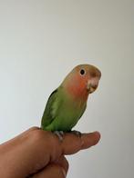 Lieve agapornis rosellicus man geringd 2025, Dieren en Toebehoren