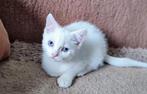 kitten katertjes, Dieren en Toebehoren, Katten en Kittens | Raskatten | Korthaar, Kater, Ontwormd