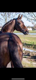 Elite Fokmerrie met Duits bloed, Dieren en Toebehoren, Paarden, Merrie, Z, Gechipt, Dressuurpaard