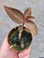 Jewel orchid Spiderman p7 , meerdere vergelijkbare exemplare, Huis en Inrichting, Kamerplanten, Ophalen of Verzenden, Overige soorten