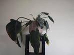 Philodendron Green Beauty met pot, Ophalen, Halfschaduw, Minder dan 100 cm