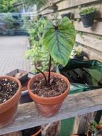 Colocasia Pharaos Mask Black, Tuin en Terras, Planten | Tuinplanten, Ophalen, Zomer, Volle zon