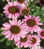Zonnehoed ‘Echinacea’ “sunseekers Pink” vaste plant, Ophalen, Zomer, Overige soorten, Volle zon
