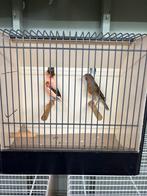 Harlekijn kanaries, Meerdere dieren