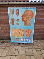 Grote anatomische schoolplaat schoolposter, Antiek en Kunst, Antiek | Schoolplaten, Ophalen of Verzenden, Natuur en Biologie