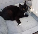 Wij zoeken een huisje !, Dieren en Toebehoren, Katten en Kittens | Overige Katten, Kater, Kortharig, 0 tot 2 jaar
