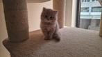 britse korthaar kitten, Dieren en Toebehoren, Katten en Kittens | Raskatten | Korthaar, Kater