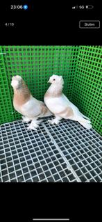 Takla duiven, Dieren en Toebehoren, Meerdere dieren