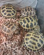 Griekse landschildpadden, Dieren en Toebehoren, Amfibie, 0 tot 2 jaar