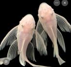 Ancistrus snow white of albino longfin man gezocht, Dieren en Toebehoren, Vis