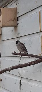 Ceresamadine, Dieren en Toebehoren, Vogels | Overige Vogels, Mannelijk, Tropenvogel