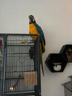 Jonge geel blauwe Ara te koop, Dieren en Toebehoren, Vogels | Parkieten en Papegaaien, Mannelijk, Papegaai, Geringd