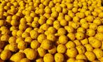 Banaan Hennep Boilie, Riverlandbaits freezer & ready boilies, Nieuw, Overige typen, Ophalen of Verzenden