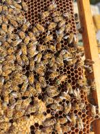 Buckfast bijenvolk F1, Dieren en Toebehoren, Insecten en Spinnen, Bijen