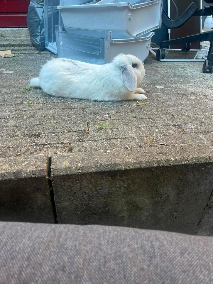 Konijn, Dieren en Toebehoren, Konijnen, Mannelijk