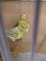 Kanaries, Dieren en Toebehoren, Vogels | Kanaries, Mannelijk, Kleurkanarie