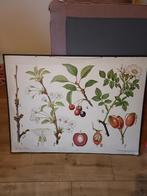 Oude schoolplaat - 100x74 cm, Ophalen, Natuur en Biologie