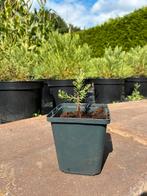 Mammoetboom - Giant Sequoia, Tuin en Terras, Lente, Minder dan 100 cm, Volle zon, In pot