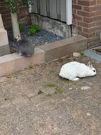 2 konijnen mannetje ( geholpen ) en vrouwtje 4 jaar oud, Klein, Meerdere dieren, 3 tot 5 jaar