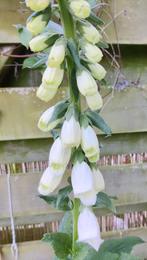 zaden Vingerhoedskruid / Digitalis purpurea 2025, Ophalen of Verzenden, Volle zon, Zaad