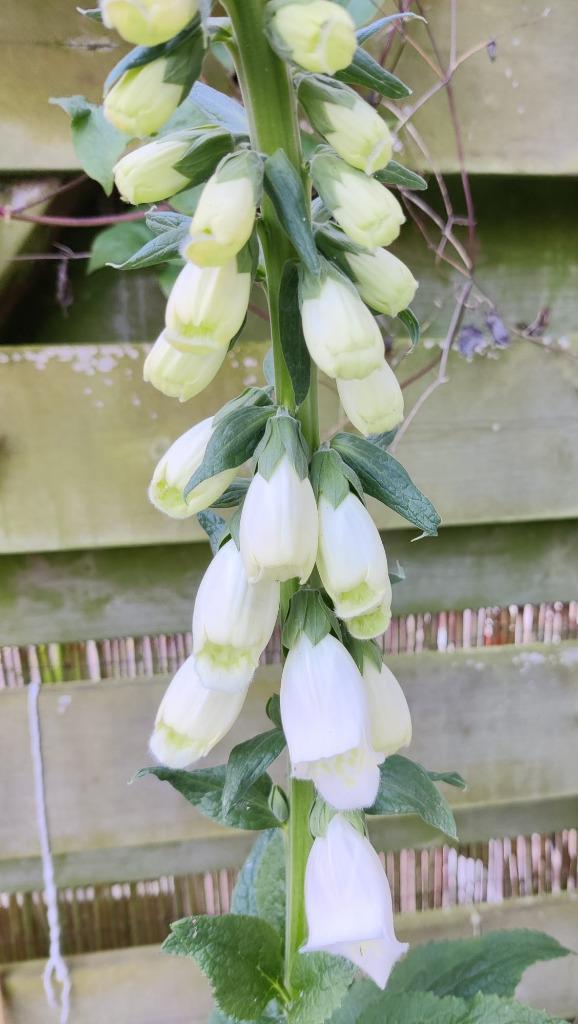 zaden Vingerhoedskruid / Digitalis purpurea 2025, Tuin en Terras, Bloembollen en Zaden, Zaad, Volle zon, Ophalen of Verzenden